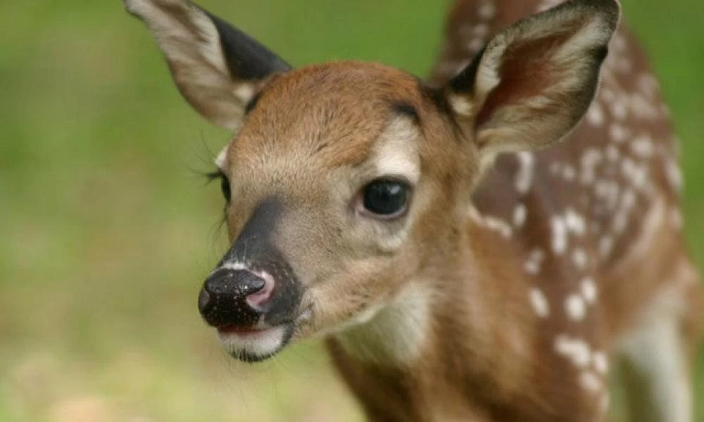 Σίδνεϊ: Γυμνιστές δέχθηκαν επίθεση στην παραλία από... ελάφι
